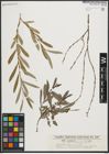 Foto von Salix purpurea L.